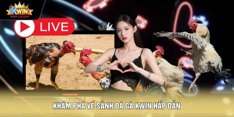 Khám phá về sảnh đá gà KWIN hấp dẫn
